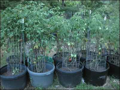 container gardening, homesteading