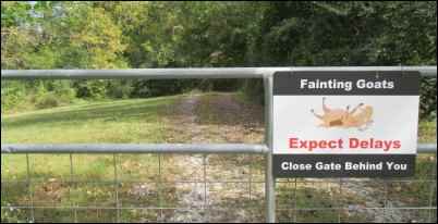 fainting goat sign myotonic goats