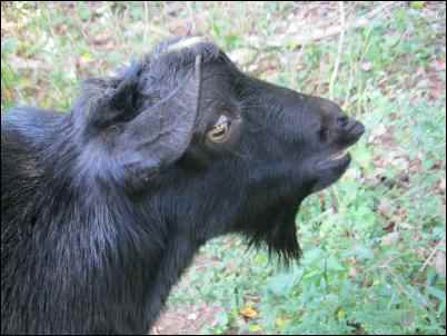 myotonic goats fainting goat